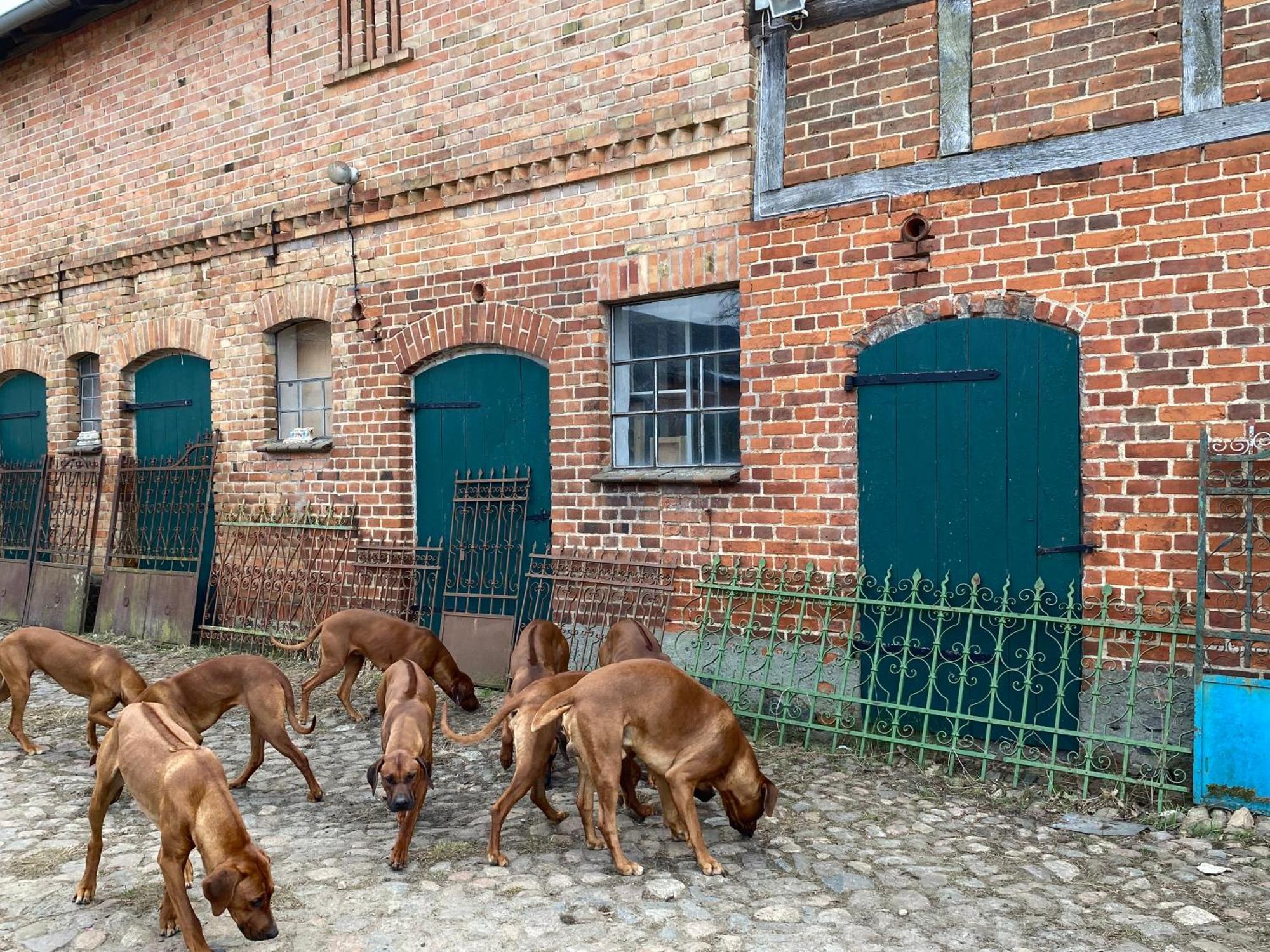 Bauernhof-Streichel-Zoo-Kombi-Familien-Suite-Im-Wald-Am-See Gulow Ngoại thất bức ảnh