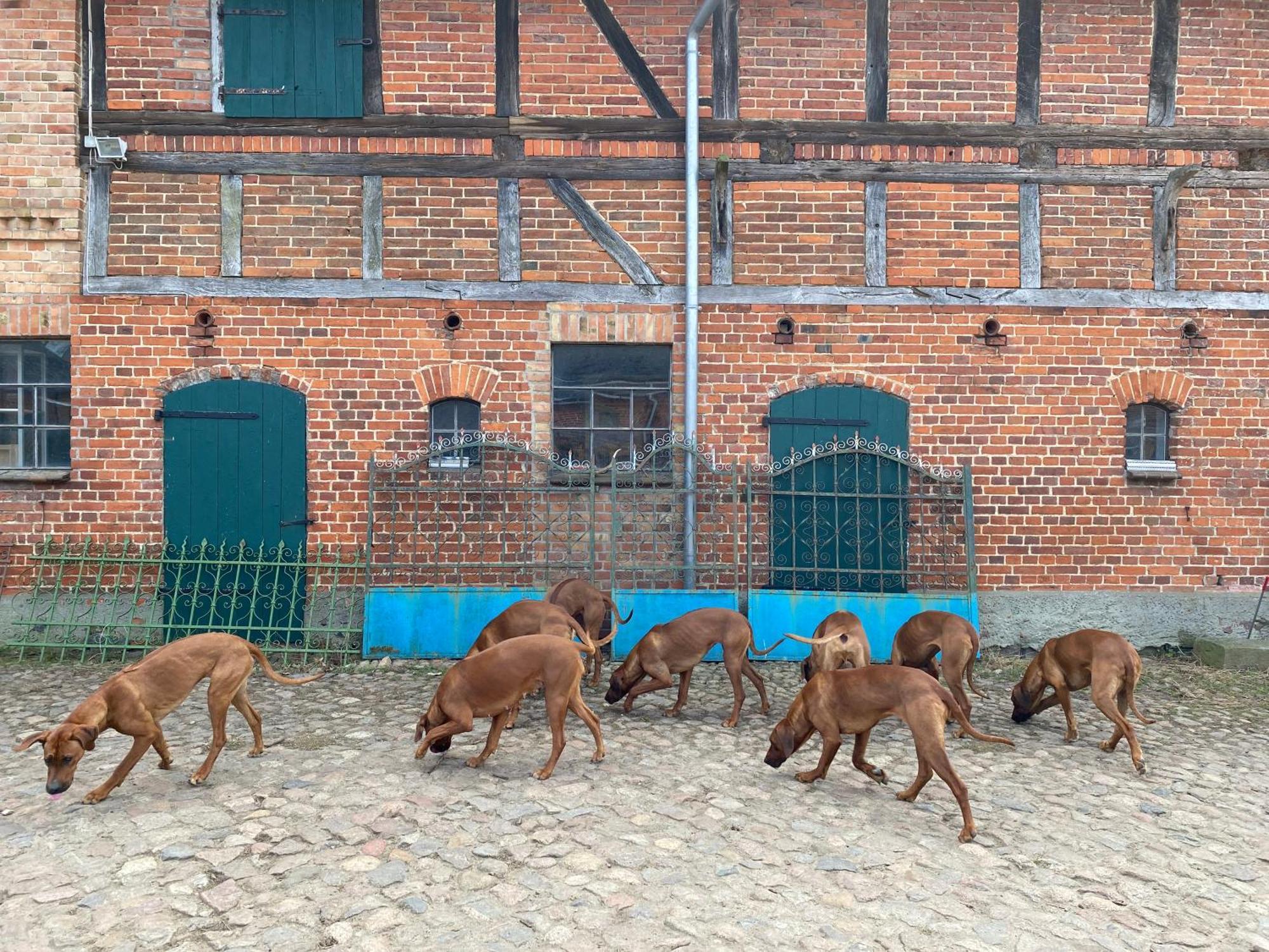 Bauernhof-Streichel-Zoo-Kombi-Familien-Suite-Im-Wald-Am-See Gulow Ngoại thất bức ảnh