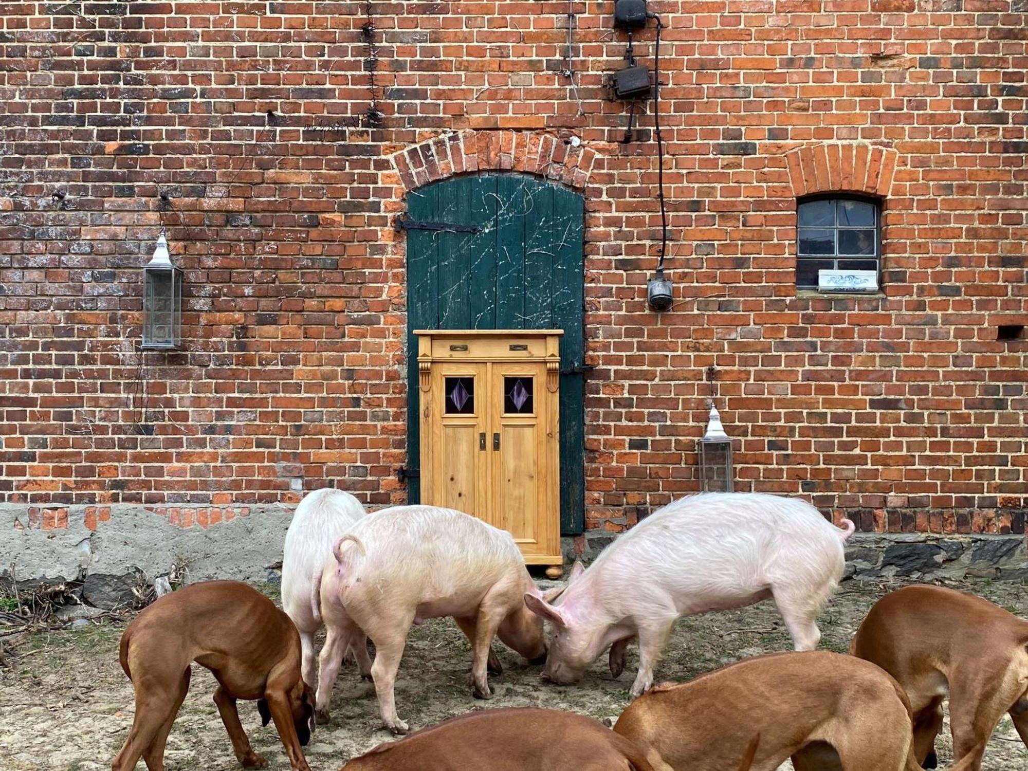 Bauernhof-Streichel-Zoo-Kombi-Familien-Suite-Im-Wald-Am-See Gulow Ngoại thất bức ảnh