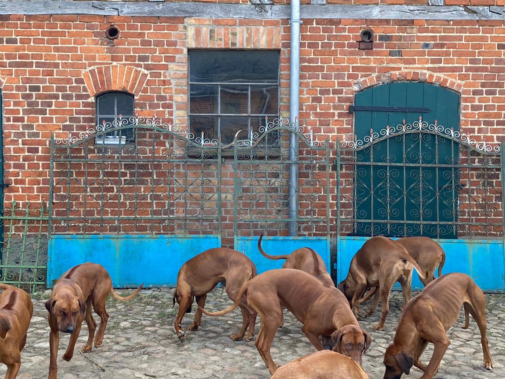 Bauernhof-Streichel-Zoo-Kombi-Familien-Suite-Im-Wald-Am-See Gulow Ngoại thất bức ảnh